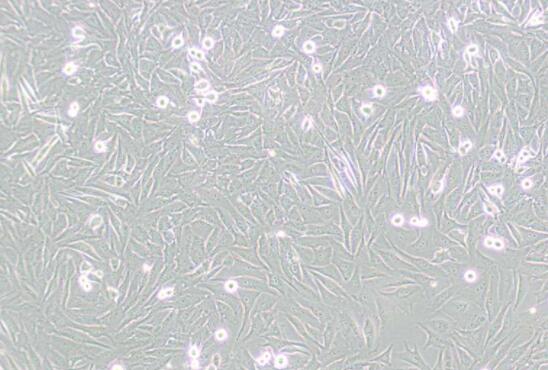 人皮肤癌组织源细胞,Human skin cancer tissue derived cells