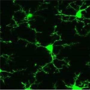 人神经小胶质细胞