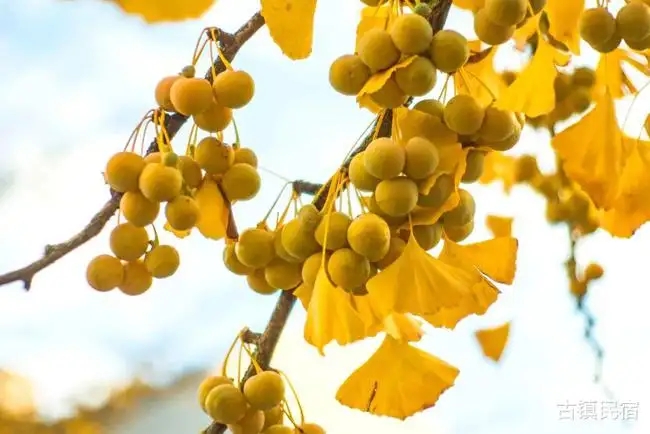 银杏提取物,Ginkgo Biloba