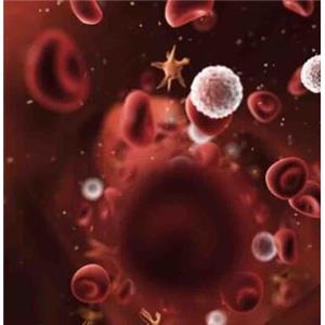 人外周血单个核细胞,Human peripheral blood mononuclear cells