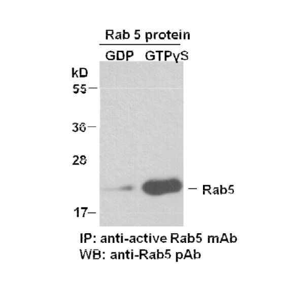 Rab5-GTP 小鼠单抗,Anti-Rab5-GTP Monoclonal Antibody