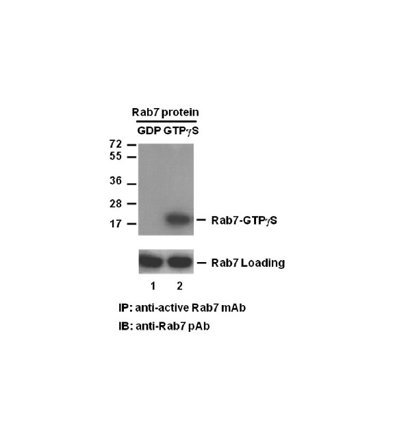 Rab7-GTP 小鼠单抗,Anti-Rab7-GTP Monoclonal Antibody