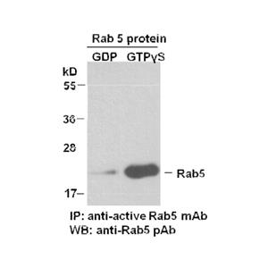 Rab5-GTP 小鼠单抗,Anti-Rab5-GTP Monoclonal Antibody