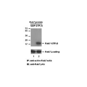 Rab7-GTP 小鼠单抗,Anti-Rab7-GTP Monoclonal Antibody