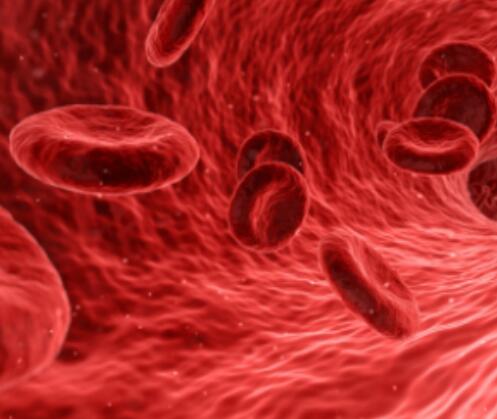 小鼠肺大静脉内皮细胞,Mouse pulmonary vein endothelial cells