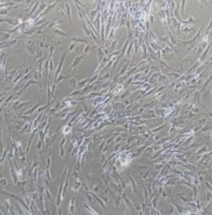 小鼠頜下腺上皮細(xì)胞,Mouse submandibular gland epithelial cells