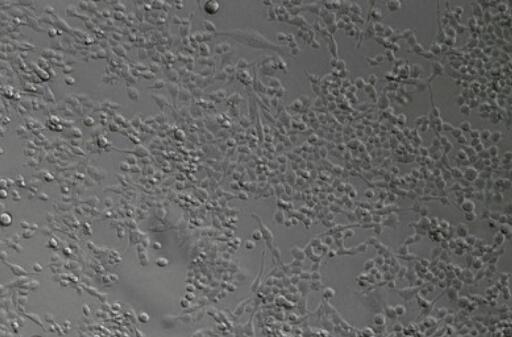 小鼠腮腺细胞,Mouse parotid gland cells