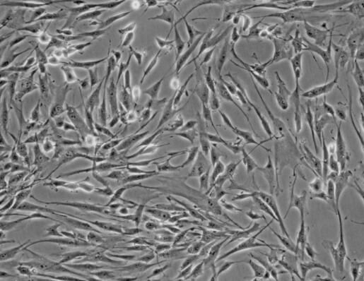 小鼠乳腺上皮細(xì)胞,Mouse mammary epithelial cells