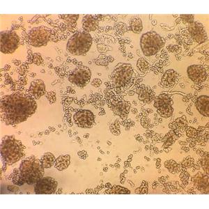 小鼠胰岛细胞