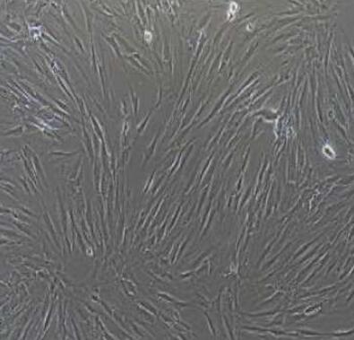 小鼠肠静脉内皮细胞,Mouse intestinal vein endothelial cells