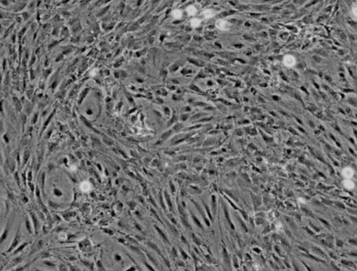 小鼠小肠血管内皮细胞,Mouse small intestinal vascular endothelial cells