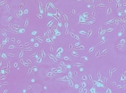 小鼠小腸隱窩上皮細(xì)胞,Mouse intestinal crypt epithelial cells