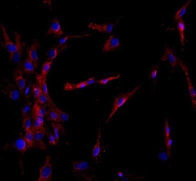 小鼠肝内胆管上皮细胞,Mouse intrahepatic bile duct epithelial cells