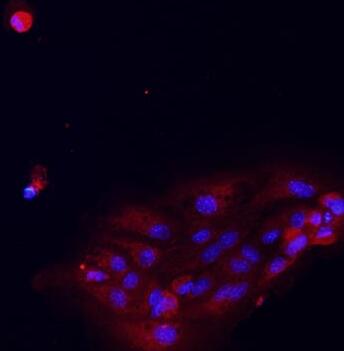 小鼠肝内胆管上皮细胞,Mouse intrahepatic bile duct epithelial cells