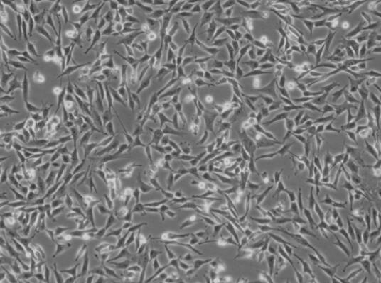 小鼠直肠平滑肌细胞,Colon smooth muscle cells in mice