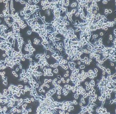 小鼠結(jié)腸平滑肌細(xì)胞,Mouse colon smooth muscle cells