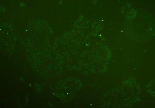 小鼠子宫颈上皮细胞,Mouse cervical epithelial cells