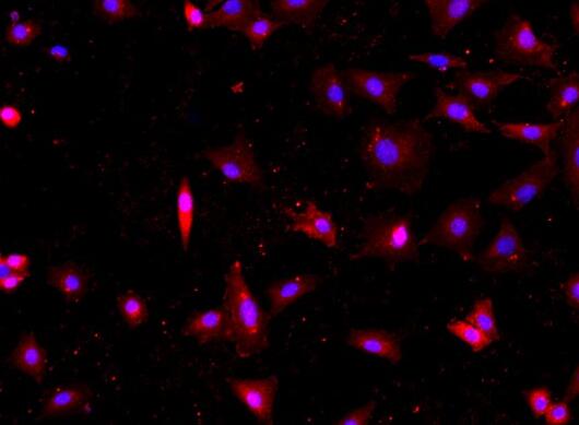 小鼠卵巢上皮细胞,Mouse ovarian epithelial cells