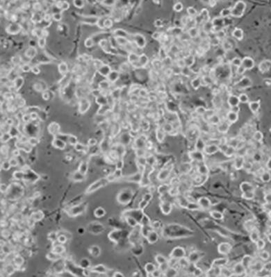 小鼠膀胱移行上皮细胞,Mouse bladder transitional epithelial cells