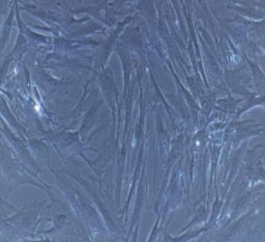 小鼠膀胱平滑肌细胞,Mouse bladder smooth muscle cells