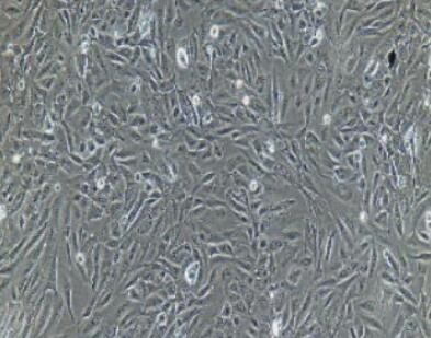 小鼠前列腺上皮细胞,Mouse prostate epithelial cells