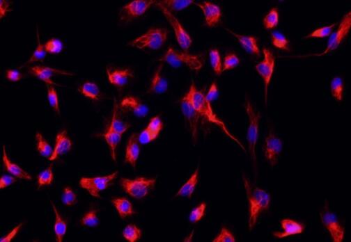 小鼠肾成纤维细胞,Mouse renal fibroblasts