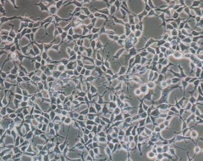 小鼠尿道上皮细胞,Mouse urethral epithelial cells