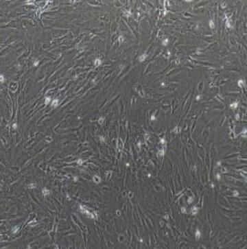 小鼠前脂肪细胞,Mouse preadipocyte