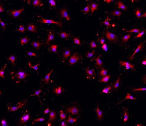 小鼠神经小胶质细胞,Mouse neuroglial cells