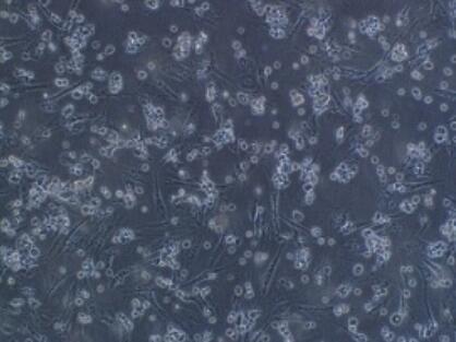 小鼠虹膜色素上皮细胞,Murine iris pigment epithelial cells