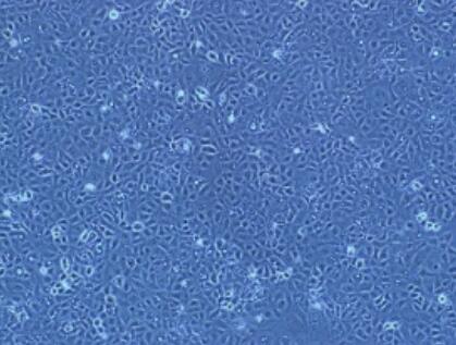 小鼠角膜成纤维细胞,Mouse corneal fibroblasts