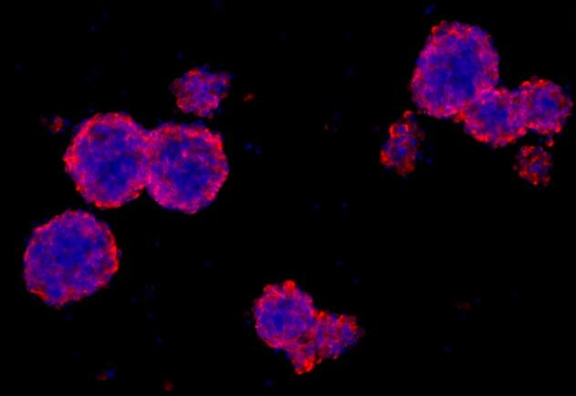 小鼠神经干细胞,Mouse neural stem cells