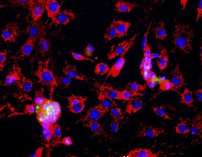 小鼠胸腺上皮细胞,Mouse thymic epithelial cells