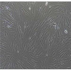 小鼠肠静脉内皮细胞,Mouse intestinal vein endothelial cells