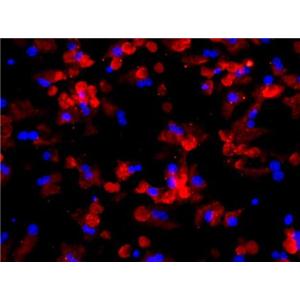 小鼠肝实质细胞,Mouse liver parenchyma cells