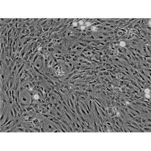 小鼠小肠血管内皮细胞
