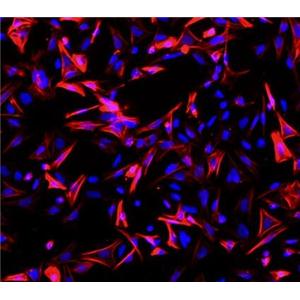 小鼠小肠平滑肌细胞,Smooth muscle cells of mouse small intestine
