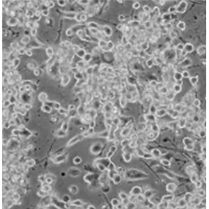 小鼠膀胱移行上皮细胞,Mouse bladder transitional epithelial cells