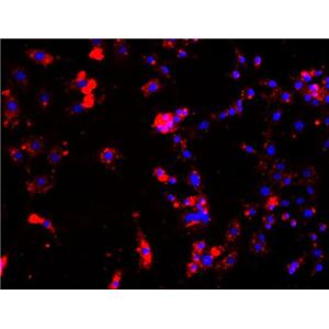 小鼠肾小球内皮细胞,Mouse glomerular endothelial cells