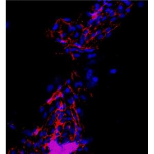 小鼠主动脉内皮细胞,Mouse aortic endothelial cells