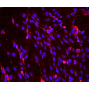 小鼠骨骼肌细胞,Mouse skeletal muscle cells