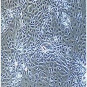 小鼠晶状体上皮细胞,Mouse lens epithelial cells