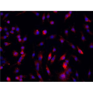 小鼠骨髓间充质干细胞