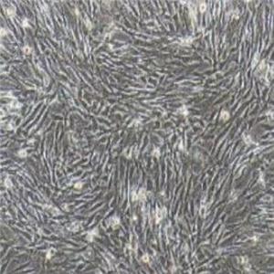 小鼠脂肪间充质干细胞