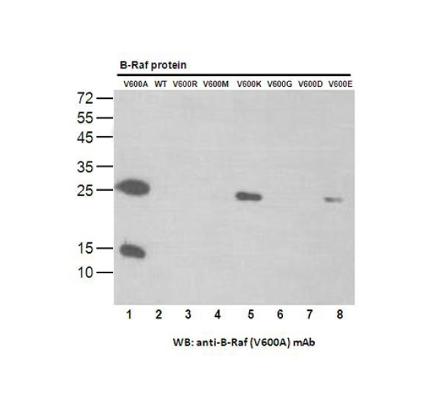 BRAF(V600A) 小鼠单抗,Anti-BRAF(V600A) Mouse Monoclonal Antibody