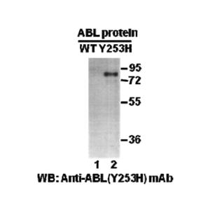 ABL(Y253H) 小鼠单抗,Anti-ABL(Y253H) Mouse Monoclonal Antibody