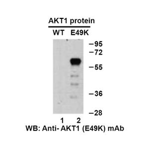AKT1(E49K) 小鼠单抗,Anti-AKT1(E49K) Mouse Monoclonal Antibody