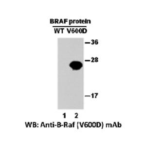 BRAF(V600D) 小鼠单抗