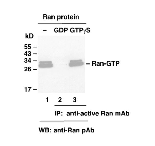 Ran GTP 小鼠單抗,Anti-Ran-GTP Monoclonal Antibody