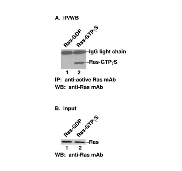 Ras-GTP 小鼠单抗,Anti-Ras-GTP Monoclonal Antibody